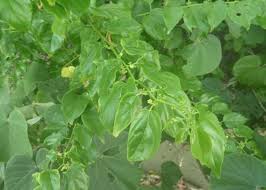 Image result for Colubrina asiatica