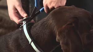 Seresto® flea and tick collar. Seresto Dog Collar Application Youtube