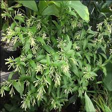 Image result for Cestrum nocturnum