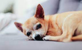 Le Chihuahua Abandonne Meurt De Chaleur En Dehors Du Massachusetts Animal Shelter Chihuahua Animaux Domestiques Chien Mignon
