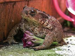Erdkrote Mit Blumchen Besuch Im Garten 75664 9131 Sweet Life Animals