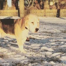 Snow...!! ••• #beagle ...