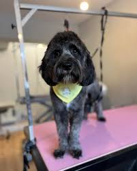 Morgan Bearder Dog Grooming...