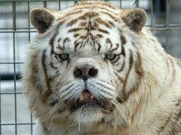 An epic journey based on the new york times bestseller. World S Ugliest White Tiger Bred Through Incest In Cruel Bid To Make Money Mirror Online