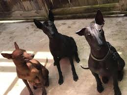 Ver más ideas sobre perro xoloitzcuintle, perro peruano, xoloscuintle. Xoloitzcuintli Xoloizcuintle Home Facebook