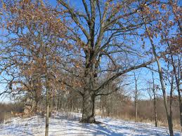 All proceeds go to the friends of lapham peak, and will be used to help fund projects here at friends of wisconsin state parks 2021 ends friday, august 31, 2021 friends of wisconsin state parks are asking for your vote in this year's. Anne M Korman Superintendent Kettle Moraine State Forest Southern Unit Lapham Peak State Park Glacial Drumlin Trail East I Am The Buckthorn Man