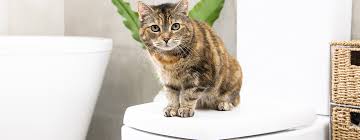 Other cats may need bathing with flea or medicated this will make your cat feel more secure. Do Cats Need Baths Advice On Bathing Cats Purina