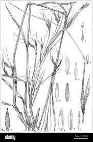 Image result for Felicia clavipilosa