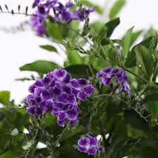 Check spelling or type a new query. Spring Lawn And Tree Care In South Florida Zimmerman Tree Service