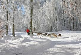 Voila la partie dans laquelle nordics aventures apparaît dans l'émission tourné cette été au lac de bozel ! Orcieres Merlette 1850 Nomad Esprits Dog Sleds