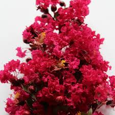 Maybe you would like to learn more about one of these? Autres Lilas Des Inde Rouge Lagerstroemia Red Imperator Jardin Terrasse