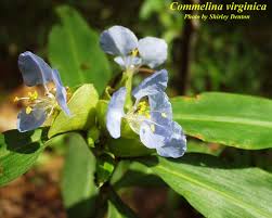 Image result for Commelina
