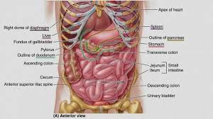 abdominal cavity organs diagram human organ diagram body