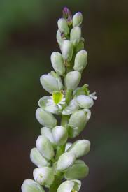 Image result for Polygala senensis