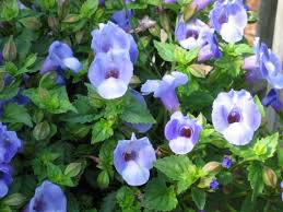 Image result for Torenia thouarsii