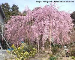 You might be able to find the right choice for they are drought tolerant and do well in poor soil in usda hardiness zone 5 to 9. Small Or Dwarf Weeping Trees For Landscaping With Pictures