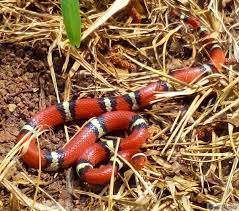 Scarlet King Snake Pet Snake Snake Milk Snake