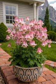 Image result for Aquilegia vulgaris Tower Mix