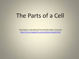 The parts of an animal cell have distinct functions. A Cell Is Like A Car