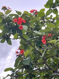 Image result for Geigeria brevifolia