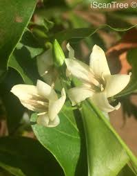 Image result for Kraussia floribunda