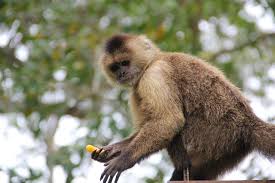 Image result for Monosis conferta