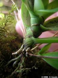 Image result for Angraecopsis parviflora