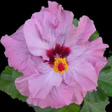 Image result for Hibiscus barbosae