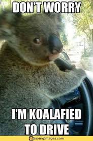 20 Most Hilarious Driving Memes Sayingimages Com Funny Animal Jokes Funny Cartoons Jokes Funny Animal Memes
