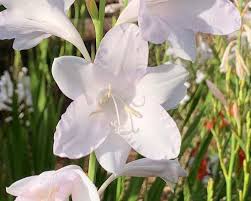 Image result for Watsonia borbonica