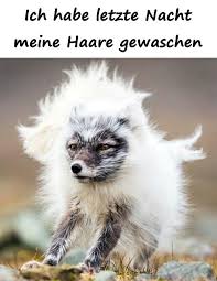 Frisur Humor Meme Alopezie Lustige Bilder Frisur Xdpedia De 2
