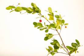 Image result for Crossopetalum