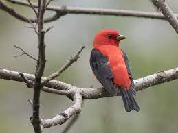 Grey bird with red head ontario. Pictures Of Red Birds From Around The Globe