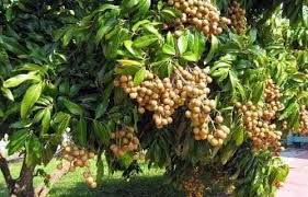 Nota:mata kuching pokok mata kucing merupakan sejenis subspesies pokok longan12. Pokok Mata Kucing Tangkai Mas Pembekal Anak Pokok Murah Facebook