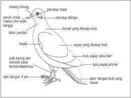 Maybe you would like to learn more about one of these? 45 Koleksi Gambar Kerangka Hewan Burung Gratis Terbaik Gambar Hewan