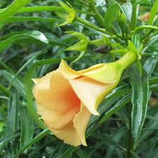 Image result for Cascabela thevetia