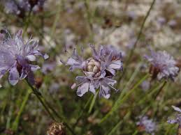 Image result for Cephalaria pungens