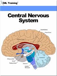 Central Nervous System Human Body Ebook By 9781782580195 Rakuten Kobo United States