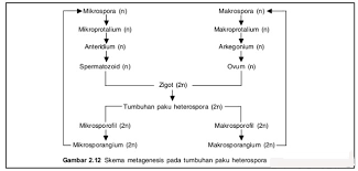 Sporofit merupakan fase dominan pada proses pergiliran keturunan tumbuhan paku. Metagenesis Tumbuhan Paku Lengkap Dengan Pembahsannya