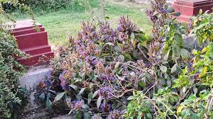 Image result for Isoglossa multinervis