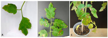 Image result for tomato seedling xanthomonas vesicatoria