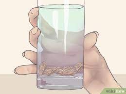 How do you grow plum trees? How To Plant A Plum Seed With Pictures Wikihow