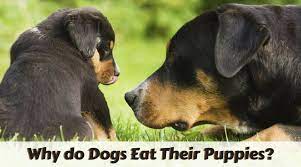 Keep an eye on her and. Why Do Dogs Eat Their Puppies Myth Revealed By Research