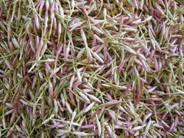 Flowers name in tamil and english with pictures new kolaylink. Jathi Malligai Flower Jasminum Sambac à¤šà¤® à¤² à¤• à¤« à¤² In Thiyagi Kumaran Street Coimbatore Nura Exports Id 4370733348
