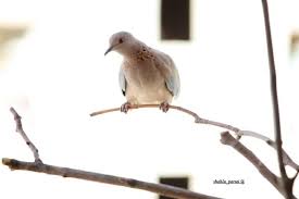 Pin By Shahla Parsai On My Sky My Bird Animals Bird Sky