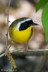 Backyard Birds Of Southern Illinois The Common Yellowthroat Geothlypis Trichas Is A New World Warbler They Are Abundant Breeders In North America Ra With Images World Birds Backyard Birds Beautiful Birds