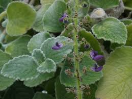 Image result for Plectranthus alboviolaceus