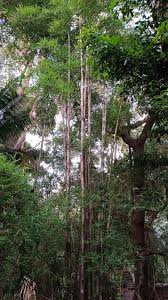 Image result for Oreobambos