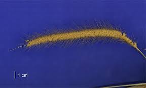 Image result for Cenchrus polystachios