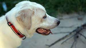 Generally this mix is a large breed dog. Pyrador Was Bekommen Sie Wenn Sie Einen Labrador Mit Grossen Pyrenaen Durchqueren Meine Hundenamen